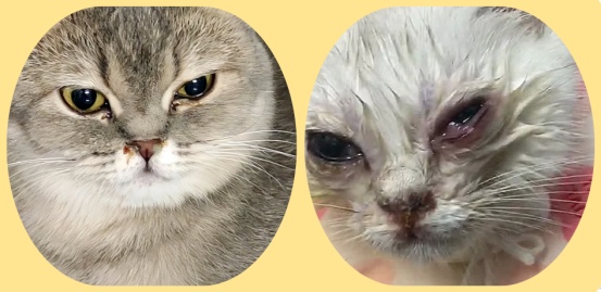 宠物猫眼睛发炎用什么药?