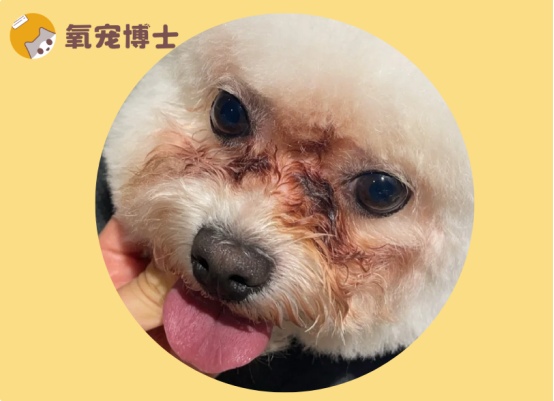 狗狗泪痕形成原因及科学处理方法全攻略