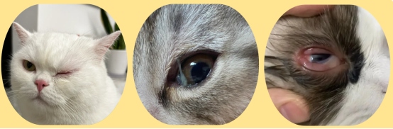 宠物猫眼睛发炎的症状