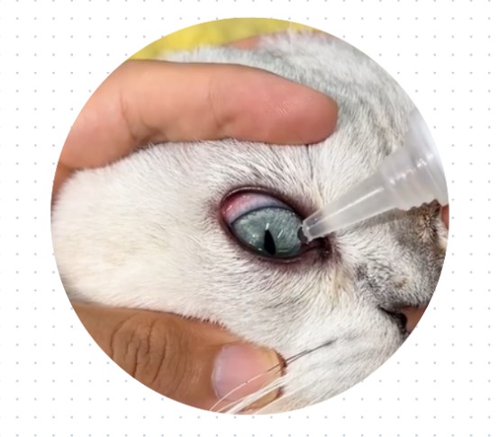 猫咪眼睛发炎用什么药?