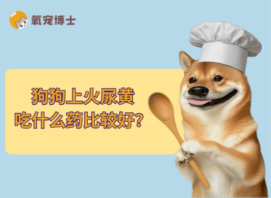 狗狗上火尿黄别急着吃药，饮食调理轻松解决