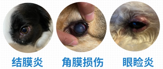 狗狗泪痕怎么去除