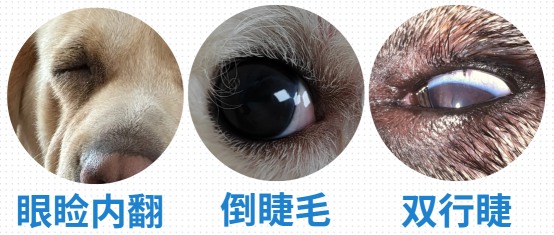 狗狗泪痕的原因