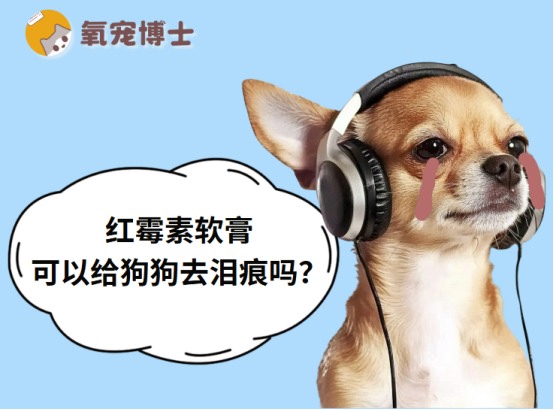 红霉素软膏能给狗狗去泪痕吗？科学解析泪痕成因与正确处理方法