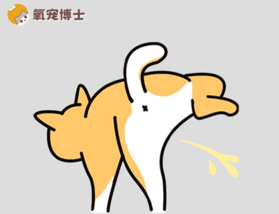 狗狗的尿很黄是什么原因?