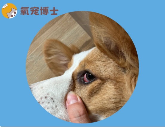 狗狗眼睛发红眼屎多的原因及治疗方法详解