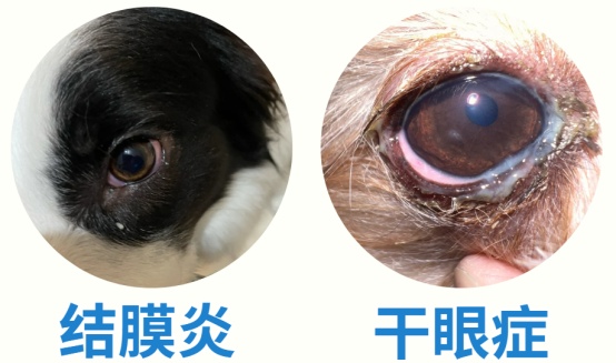 狗狗眼睛发红有眼屎怎么回事?