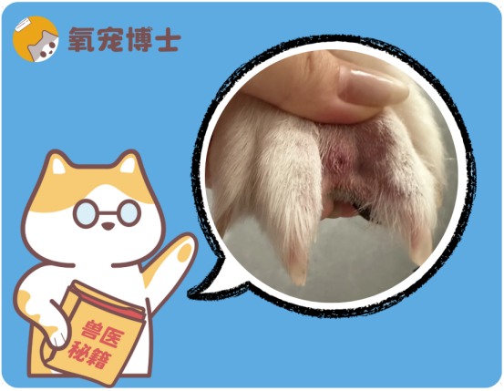 狗狗脚趾中间红肿鼓鼓的怎么回事？