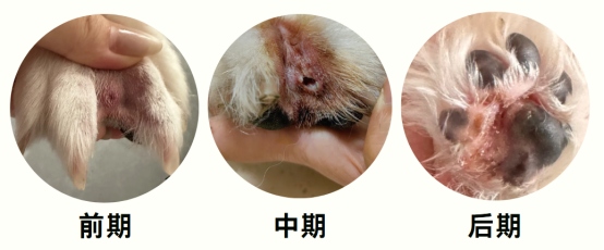 狗狗脚趾中间红肿鼓鼓的怎么办