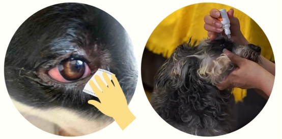狗狗眼睛发红有眼屎