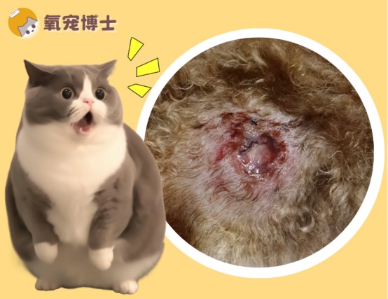 猫咪皮肤溃烂化脓怎么处理，有效治疗方法及用药指南