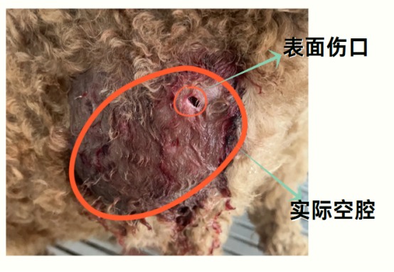 狗狗被咬了个洞怎么办?