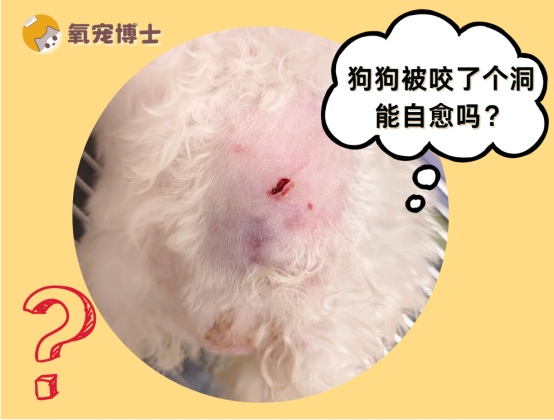 狗狗被咬伤出现洞状伤口能否自愈及正确处理方法