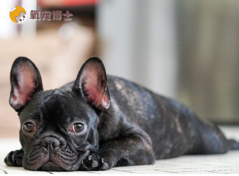 狗狗打架被咬伤用什么药?