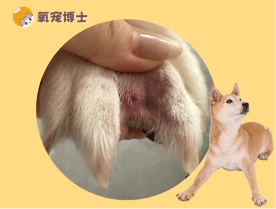 狗狗趾间炎症状识别与有效治疗方法详解