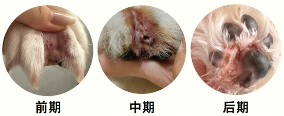 狗狗趾间炎怎么治疗