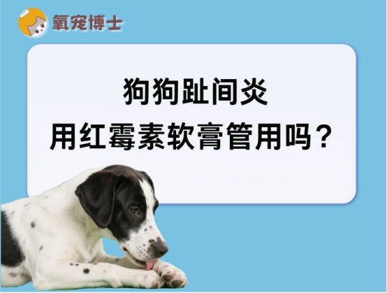 狗狗趾间炎用红霉素软膏有效吗？正确治疗方法详解