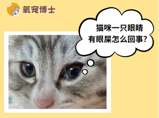 猫咪一只眼睛眼屎多的原因分析及处理方法