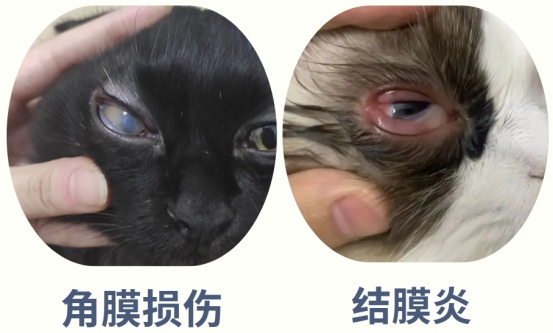 猫咪一只眼睛眼屎多怎么回事?