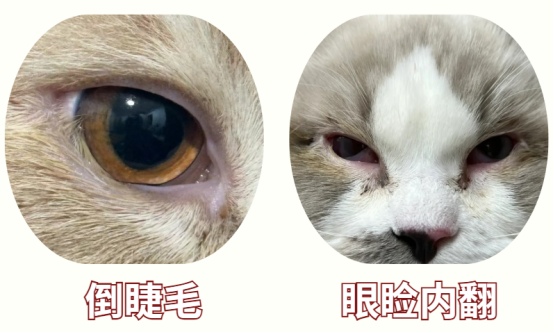 猫咪一只眼睛眼屎多用什么药?