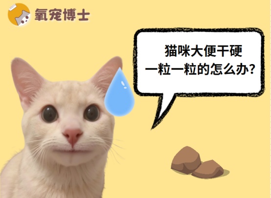 猫咪大便干硬怎么办？便秘原因分析与科学解决方法