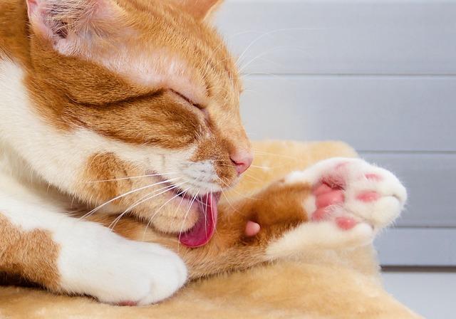 猫咪呕吐黄水发烧小心猫瘟，幼猫高死亡率需紧急救治