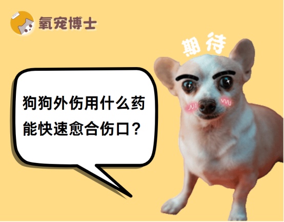 狗狗外伤用什么药好？伤口处理方法与促进愈合药物推荐