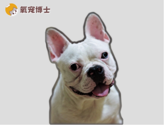 狗狗大便干硬怎么办？三大原因及科学调理方法详解
