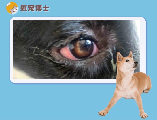 狗狗眼睛发炎症状及治疗方法详解