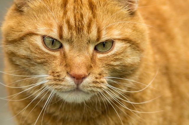 被猫抓出血后需要打疫苗吗？专业兽医教你正确判断