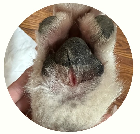 狗狗总舔爪子是怎么回事?