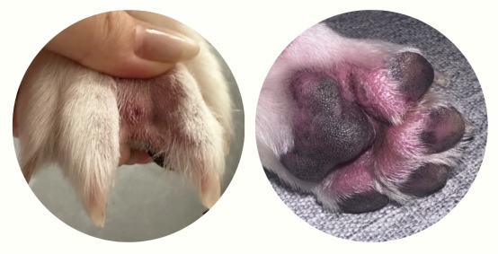 狗狗一直舔爪子