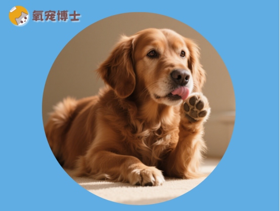 狗狗频繁舔爪子的原因分析及科学处理方法