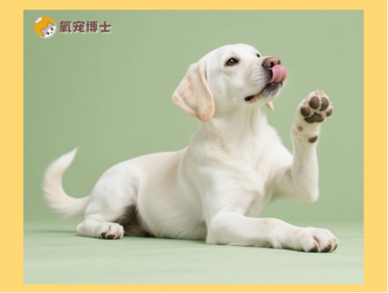 狗狗频繁舔脚的5大原因及科学应对方法