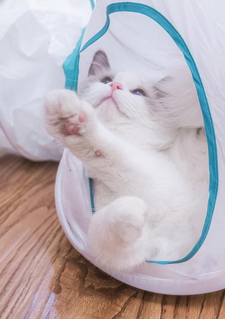 猫咪软便5大病因解析及科学护理指南