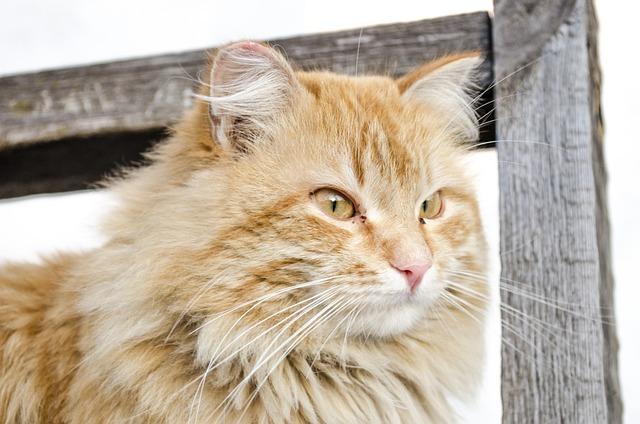 猫咪反复呕吐原因分析：五大病因识别与急救处理指南