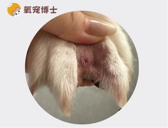 狗狗脚趾炎治疗方法详解，告别趾间脓皮症困扰