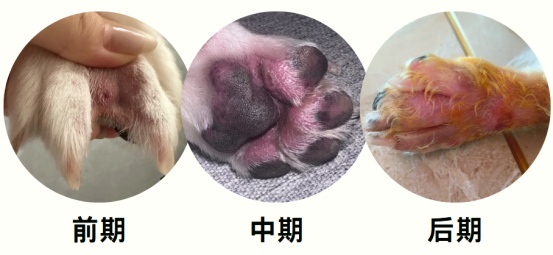 狗狗脚趾炎的症状