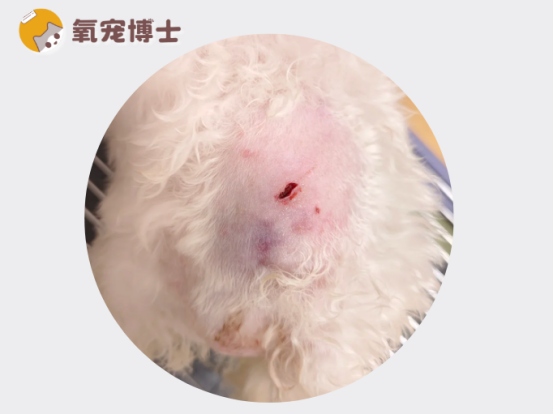狗狗被咬伤后的正确急救处理方法与护理要点