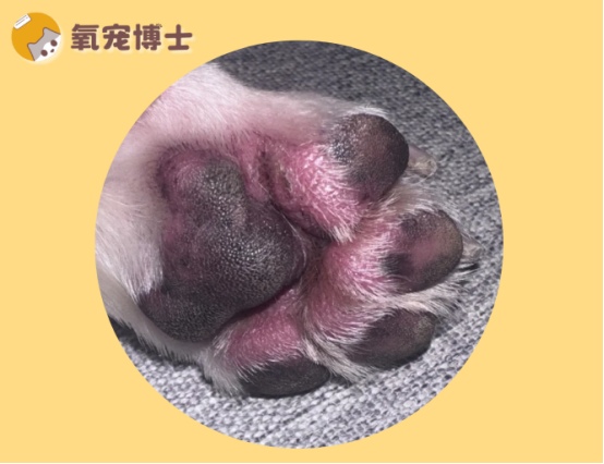 小狗脚掌肉垫发炎肿大怎么办？原因分析与用药指南