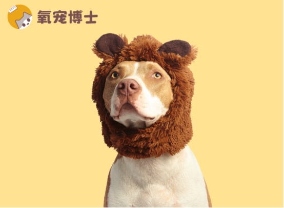 狗狗耳朵发炎怎么用药科学治疗方案解析