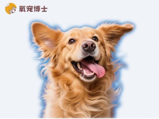 狗狗老是摇头甩耳朵是怎么回事?