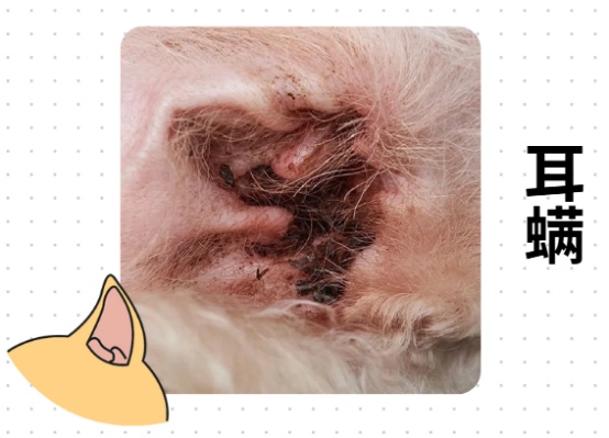 狗狗耳螨
