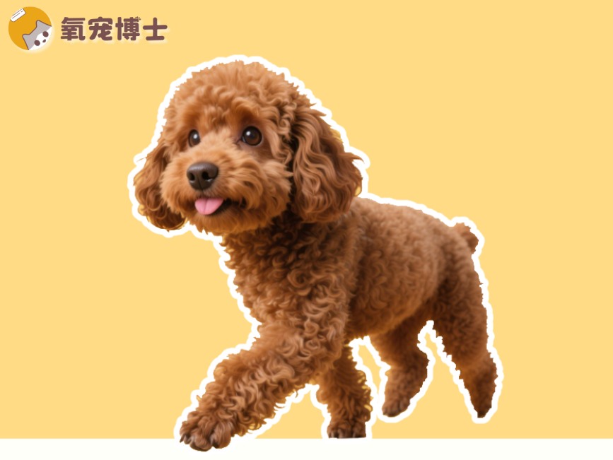 泰迪髌骨脱位能自愈吗？专业解析治疗方案与预防措施