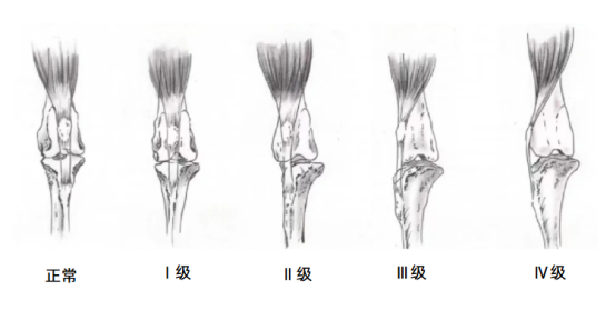 狗狗髌骨脱位能自愈吗？