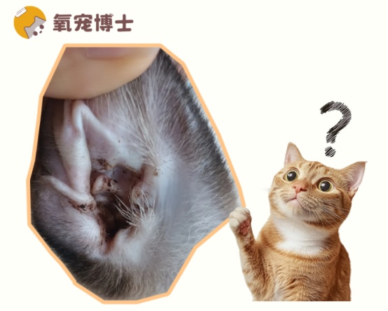 猫耳朵里有黑褐色的东西怎么清理？