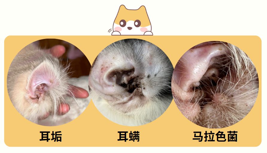 猫耳朵里有黑褐色的东西怎么回事？