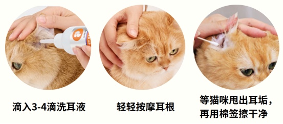 猫耳朵清理