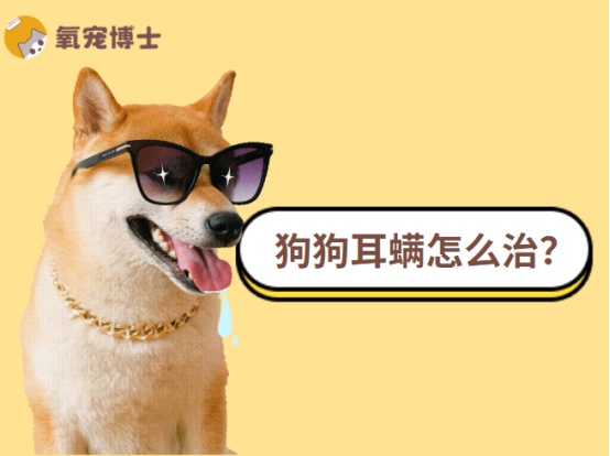 狗狗耳螨怎么治？科学驱虫清洁消炎全攻略