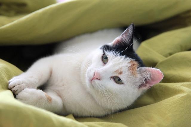 猫咪呕吐食物怎么办？3步判断病因7天饮食调理方案